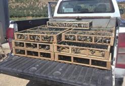 MSB: Hatay'da traktör römorkunda tespit edilen 3 bin 754 Saka kuşu doğaya bırakıldı