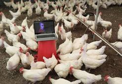 Tavuklar için opera sanatçısına klasik müzik repertuvarı hazırlattı