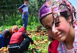 Çocuk işçilerin sayısı son 4 yılda 8,4 milyon artarak 160 milyona yükseldi