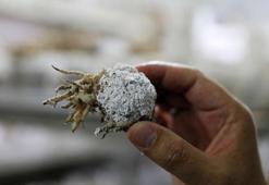 Ağaçları 'avcı böcek' koruyor