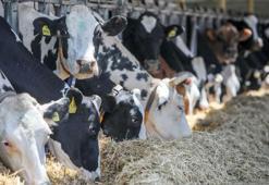 Süt inekleri, kavurucu sıcaktan ‘duşlama’ ile korunuyor