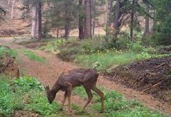 Kaçak avcılığa karşı fotokapanlı mücadele