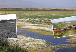Eber Gölü pişmanlığı: Hiç bitmez, tükenmez sandık, o da canlıymış bilemedik