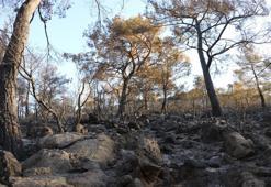 Fethiye'de alevler, 5 hektar ormanlık alanı küle çevirdi