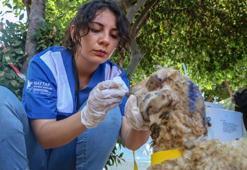 Turkey’s first field hospital for animals