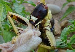 Batman'da 20 santim boyundaki çekirge et yerken görüntülendi