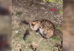 Yavru kedileri, kürekle vurarak öldüren şüpheliye 3 yıla kadar hapis istemi