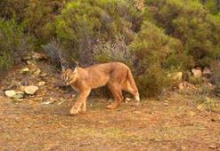 Muğla'da 65 bin hektar yandı; karakulak ve yaban kedisi ormanı yok oluyor