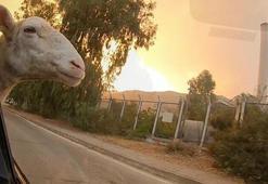 11 gündür devam eden Milas yangını kontrol altına alındı