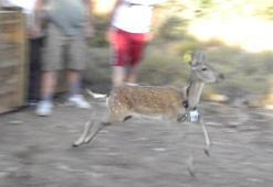 120 wild animals released into the nature