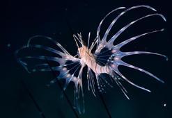 Su altı görüntüleme şampiyonları Kaş'ta belirlendi