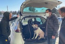 Kırıkkale'de 'yasaklı ırk' 40 köpek PETVET'e kaydedildi
