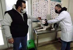 Tehlike arz eden 6 köpek ırkının kayıt altına alınmasında süre yarın bitiyor