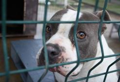 Edirne'de 'yasaklı ırk' köpekler için barınakta yer kalmadı