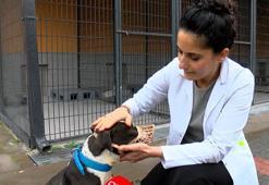 Barınaklar Pitbull ile doldu