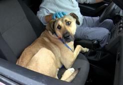 Boji even travels in animal care center