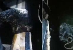 İzmir'de 150 kilo deniz patlıcanı ele geçirildi