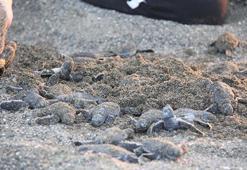 Yavru deniz kaplumbağalarının denize yolculuğu başladı