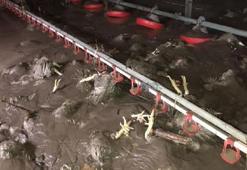 Bartın'da selde 24 bin tavuk öldü
