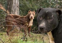 Ormanlar yasaklı ırk köpekler ile doluyor