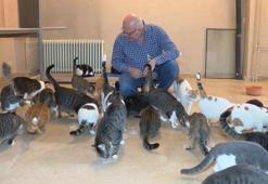 Üsküdar'da beyaz eşya mağazası tam 133 kediye ev sahipliği yapıyor