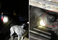 Kuyuya düşen köpek ile 2 yavrusunu itfaiye kurtardı