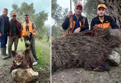 250 kiloluk domuz vurup, sosyal medyada paylaştılar
