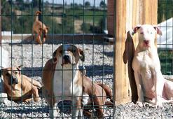 Eskiden yasaklı ırk olan köpekler için kısırlaştırma ve çip taktırma süresi daralıyor