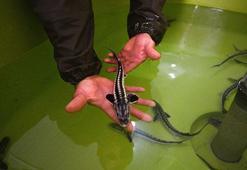 10 yıl önce Rusya'dan getirilen yumurtalar 'anaç' oldu