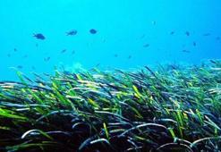 İki Türk bilim insanı BM İklim Değişikliği Konferansı’nda konuştu: Deniz çayırları korunmalı