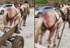 Yaralı atın yük arabasına bağlanarak sürülmesine tepki