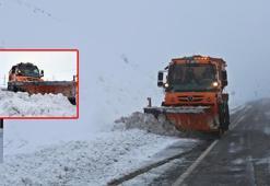 'Turuncu kar kaplanları'nın 2 bin rakımda zorlu mücadelesi