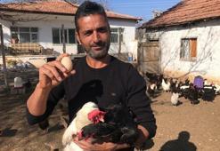 Gazeteciydi, tavuk çiftliği kurdu