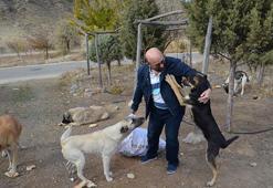 Mobilya ustası, 60 kilometre gidip, 30 köpeği gönüllü besliyor