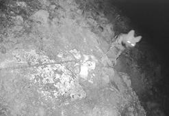 Şanlıurfa’da çizgili sırtlanlar kameraya takıldı