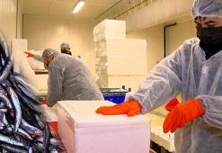 Hamsinin Türkiye'den ABD'ye 10 bin kilometre yolculuğu