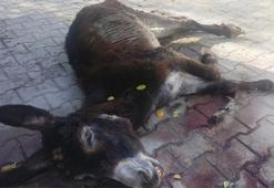 Treatment started for the donkey hurt itself for 5 days