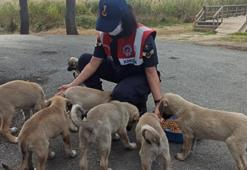 Gendarmerie took care of stray animals for World Animal Day