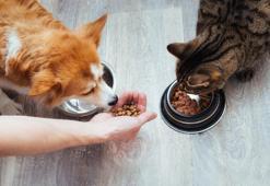 Tarım şirketi, pet mama üretim tesisi kuruyor