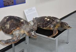 'Deniz Canlıları Koleksiyon Merkezi'nde Türkiye'deki tek örnekler sergileniyor