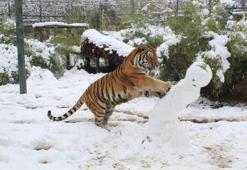 Sibirya kaplanına kardan eğlence