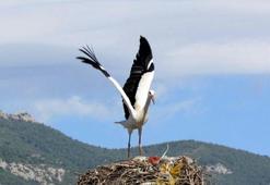 Storks came to Aydin for the first time in January