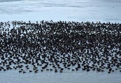 Eğirdir Gölü'nde buz tabakasındaki ördekler havadan görüntülendi
