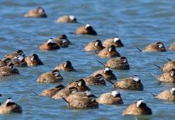 Dikkuyruk ördeği, Burdur Gölü'nü terk etti