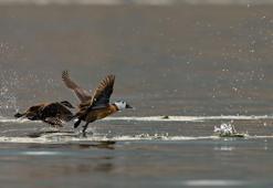 Dikkuyruk ördeği, Burdur Gölü'nü terk etti