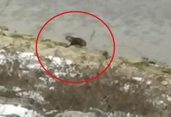 Bursa'da Boğazköy Barajı'nda su samuru görüldü