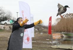 Bakan Pakdemirli, Uluabat Gölü'ne yaban ördeği saldı