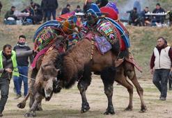 Turgutlu'da develer ilk kez güreşti