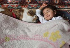 'Yaşamaz' denilen prematüre buzağıyı, Hiranur'un sevgisi hayata bağladı