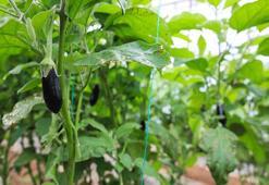 Yüzde 90 verim kaybı yaşanan patlıcan, en pahalı sebze